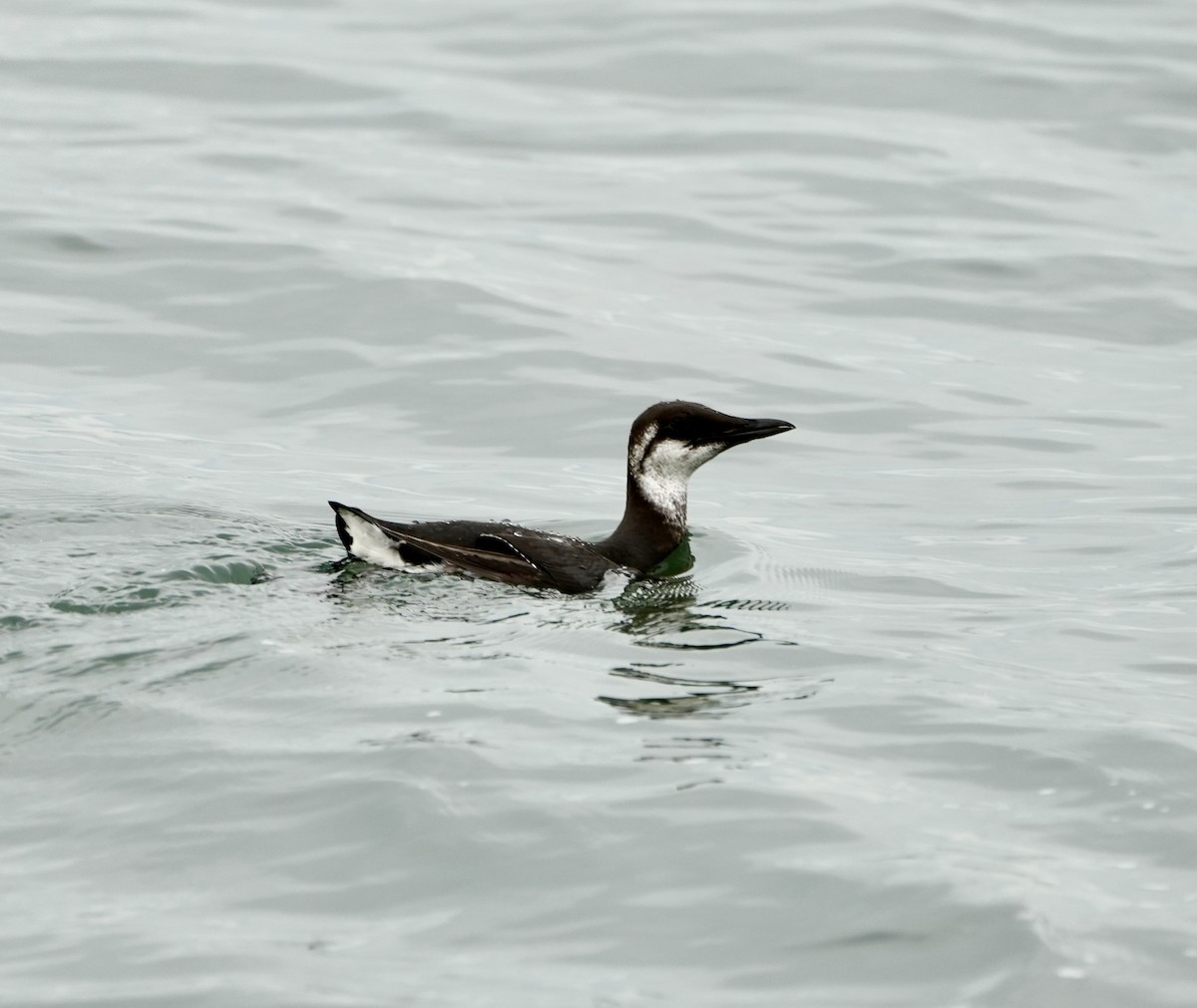 Common Murre - Kevin Waggoner