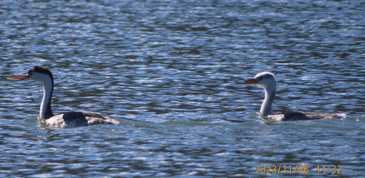 Clark's Grebe - ML610840118