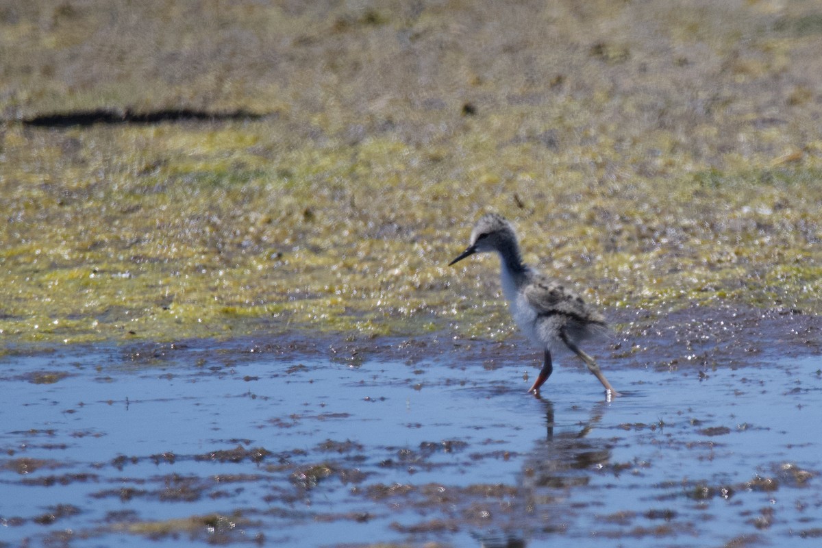 Pied Stilt - ML610840138