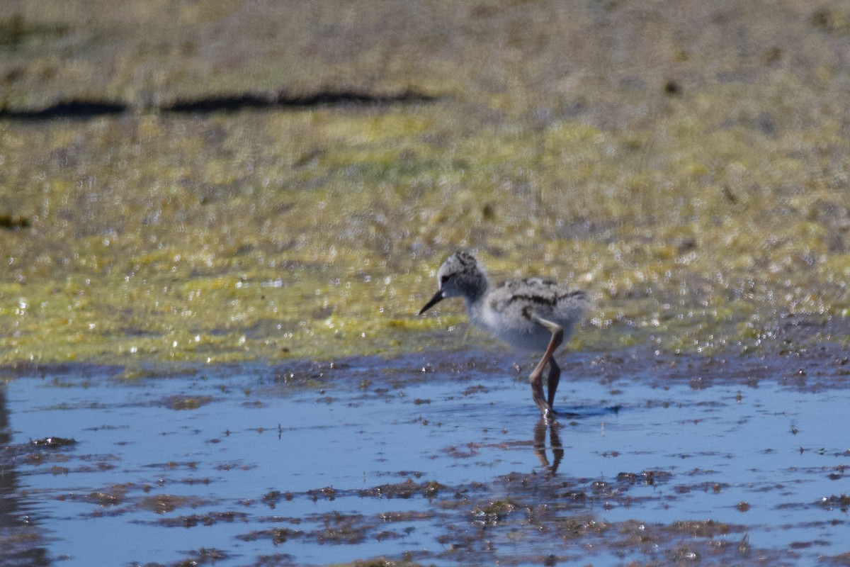 Pied Stilt - ML610840144