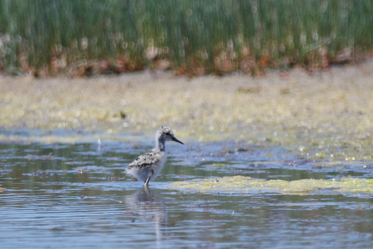 Pied Stilt - ML610840152