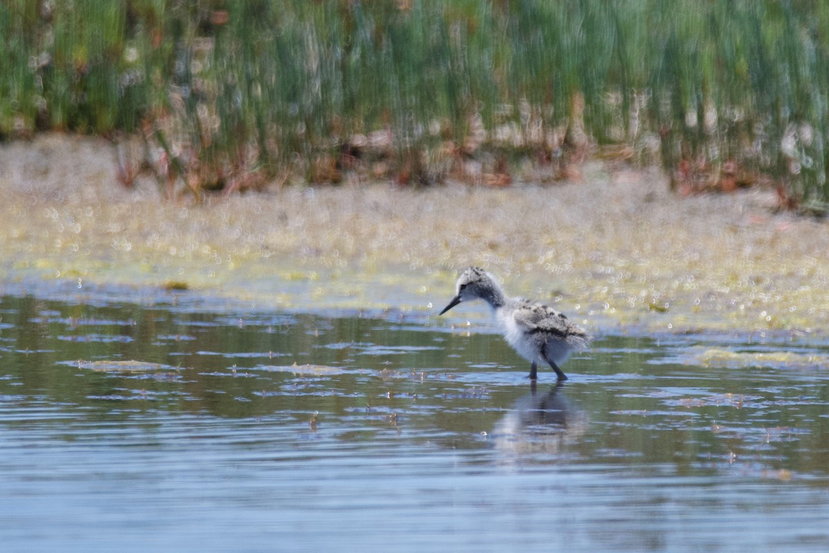 Pied Stilt - ML610840159