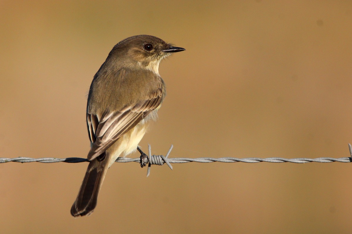 Eastern Phoebe - ML610840187