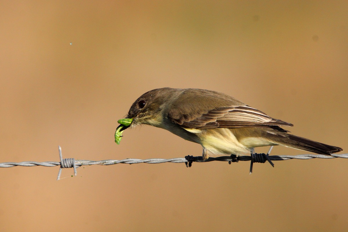 Eastern Phoebe - ML610840188