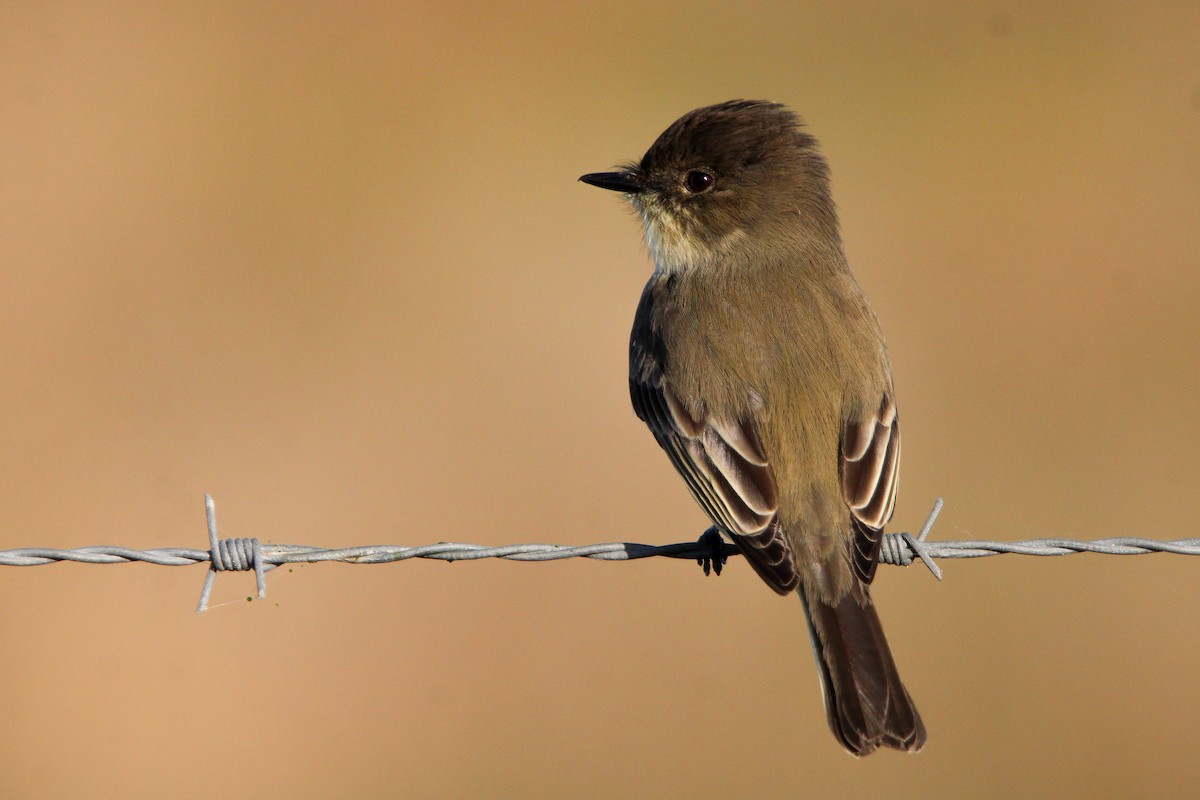 Eastern Phoebe - ML610840189