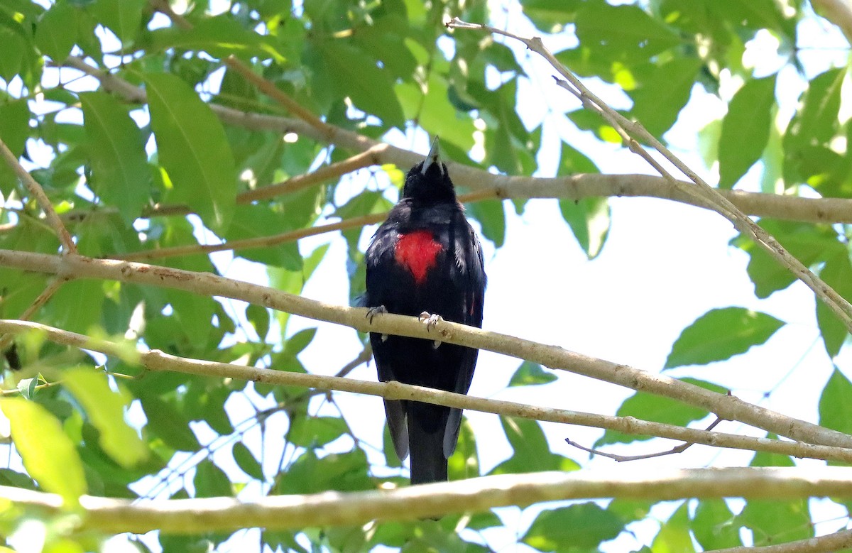 Javan Oriole - Wayne Paes