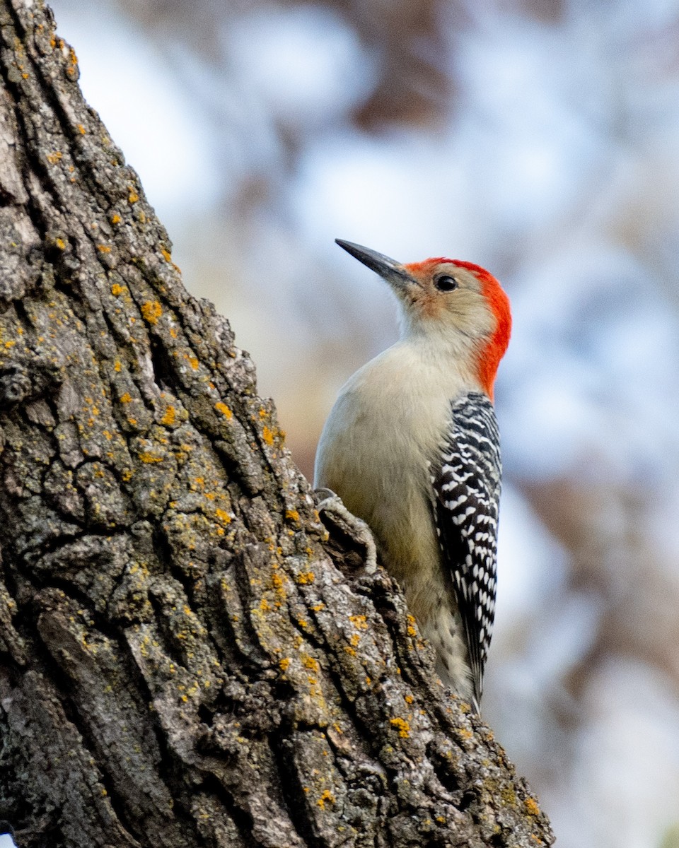 Red-bellied Woodpecker - ML610840206