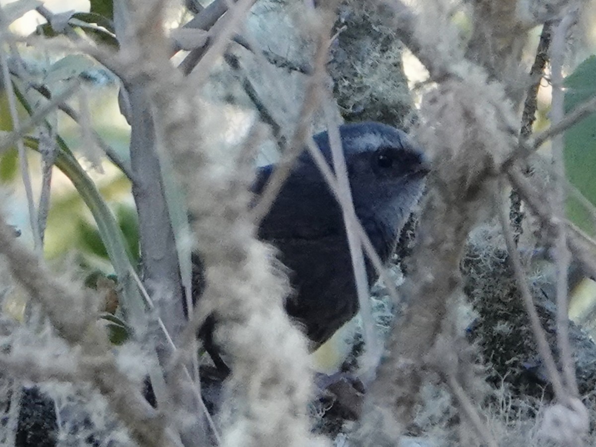 Ampay Tapaculo - ML610840218