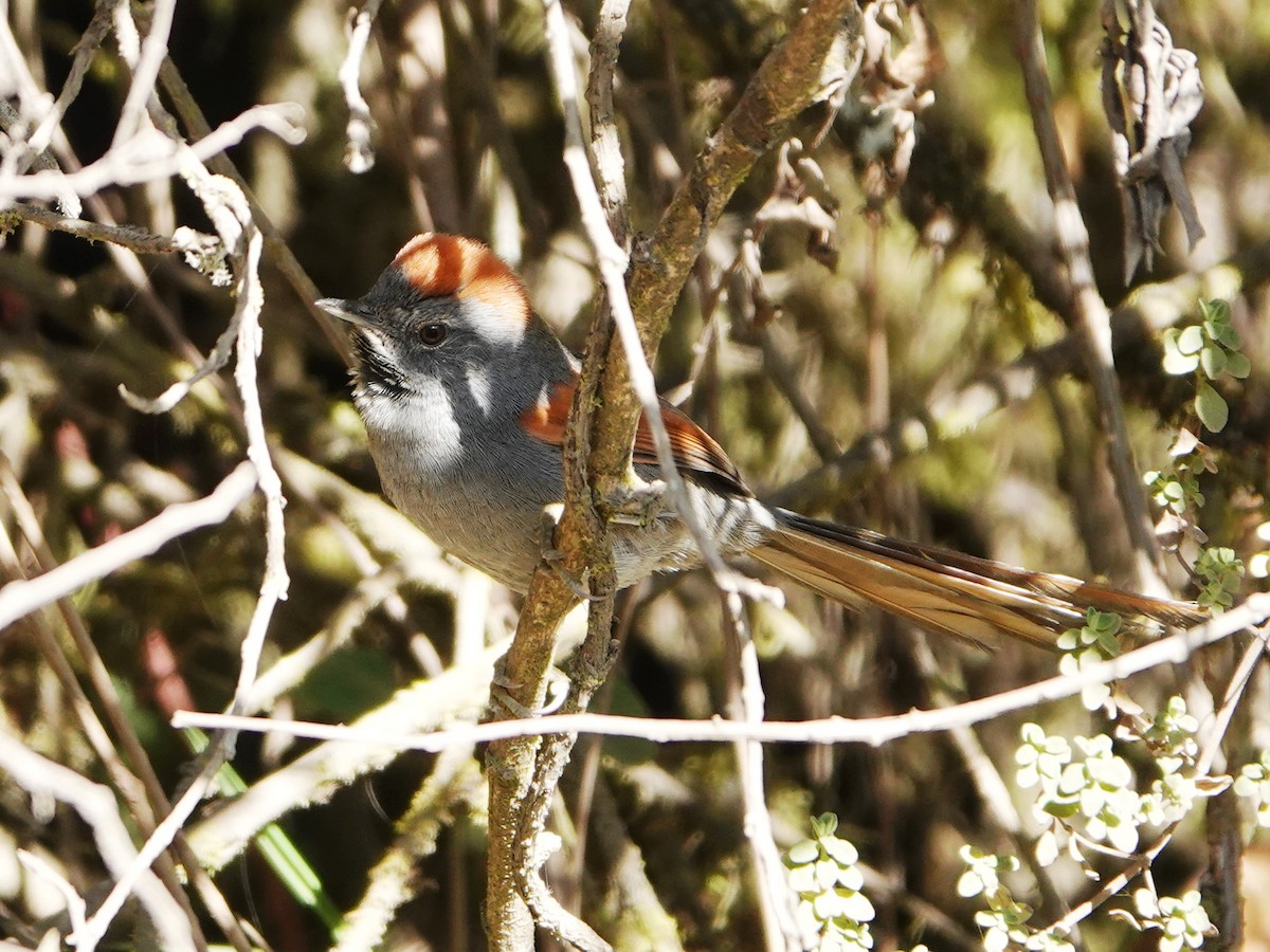 Apurimac Spinetail - Barry Reed