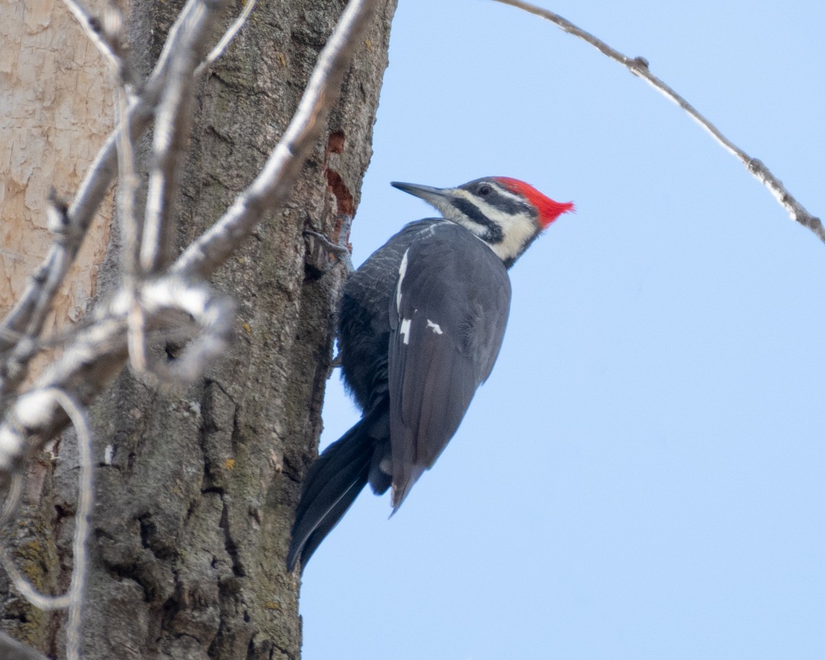 Pileated Woodpecker - ML610840262
