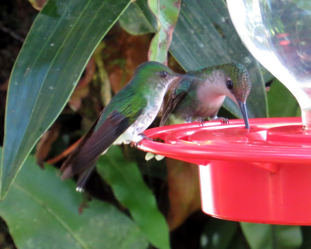 kolibřík zelenopláštíkový - ML610840282