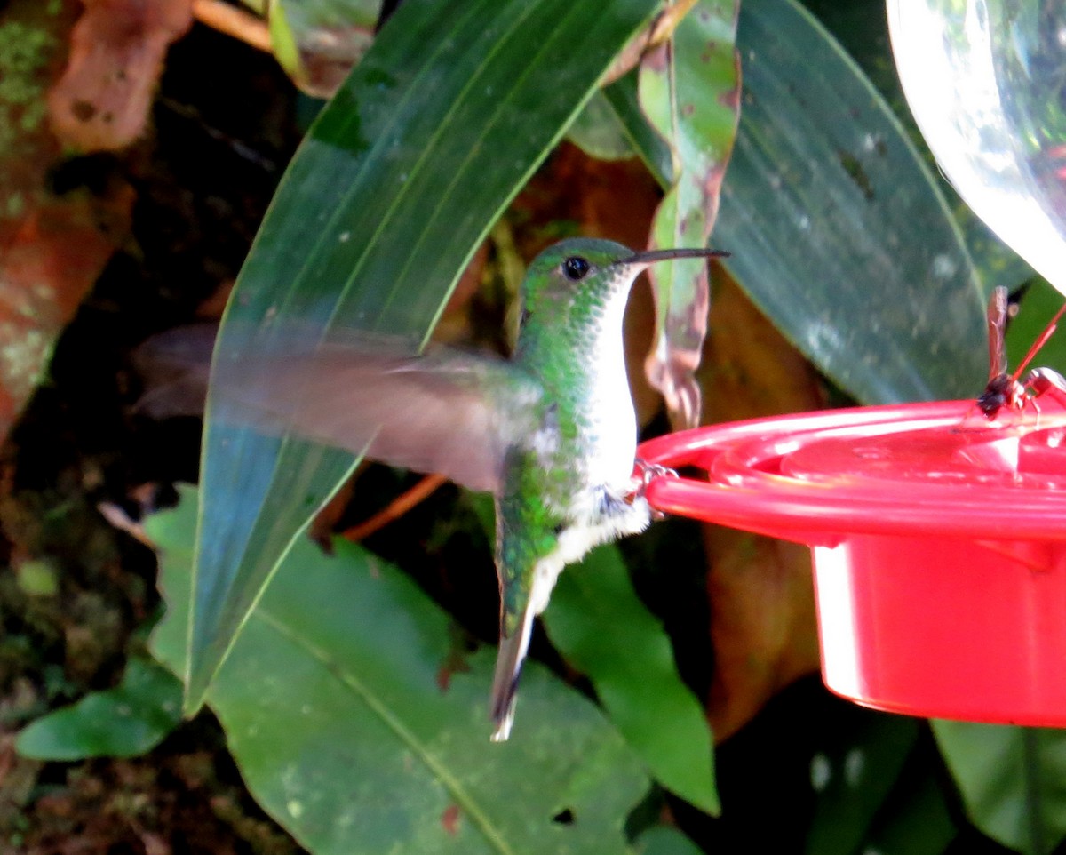 kolibřík zelenopláštíkový - ML610840284
