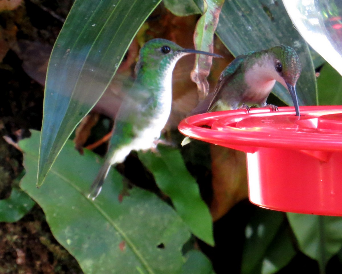 kolibřík zelenopláštíkový - ML610840287