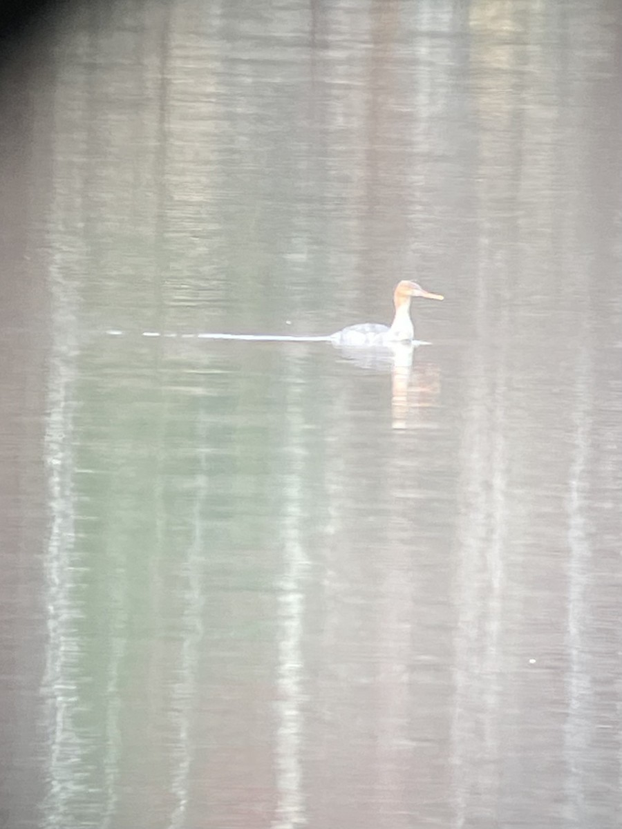 Red-breasted Merganser - ML610840291