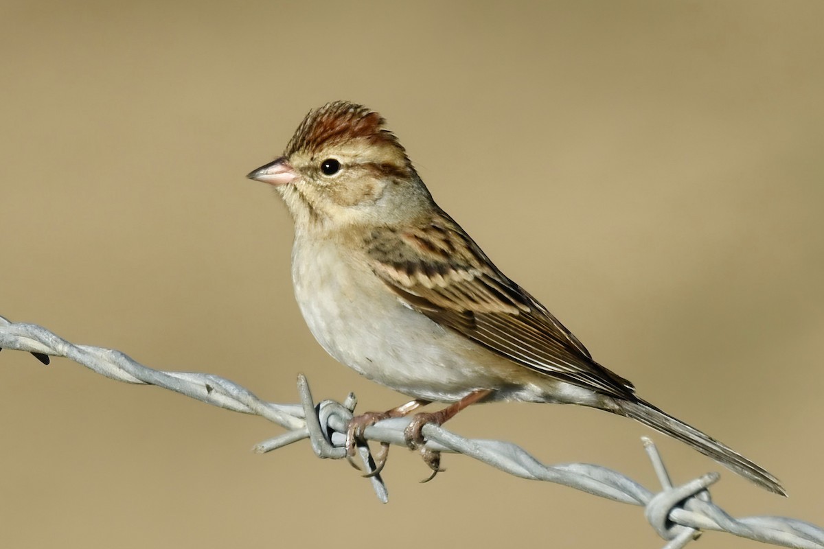 Chipping Sparrow - George Gibbs