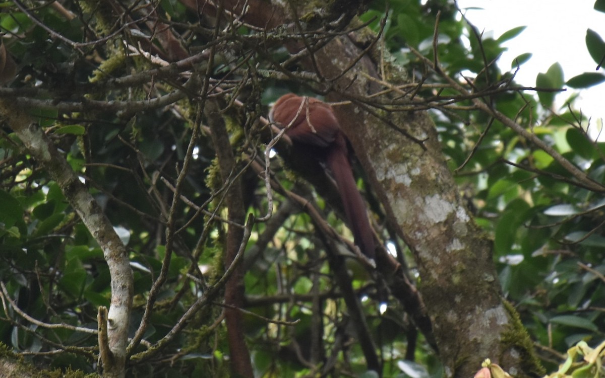 Squirrel Cuckoo (Amazonian) - ML610840529