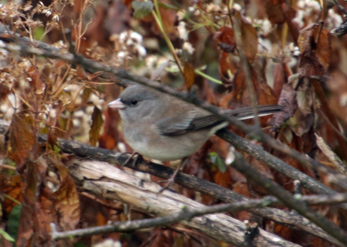 Dark-eyed Junco - ML610840622