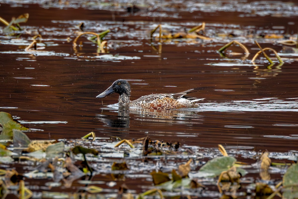 Northern Shoveler - ML610840658