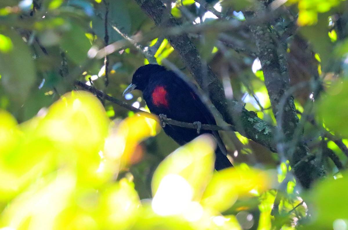 Javan Oriole - Wayne Paes