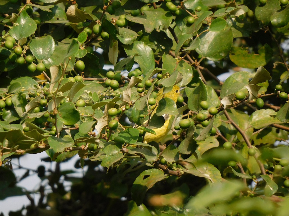 Common Iora - ML610840815