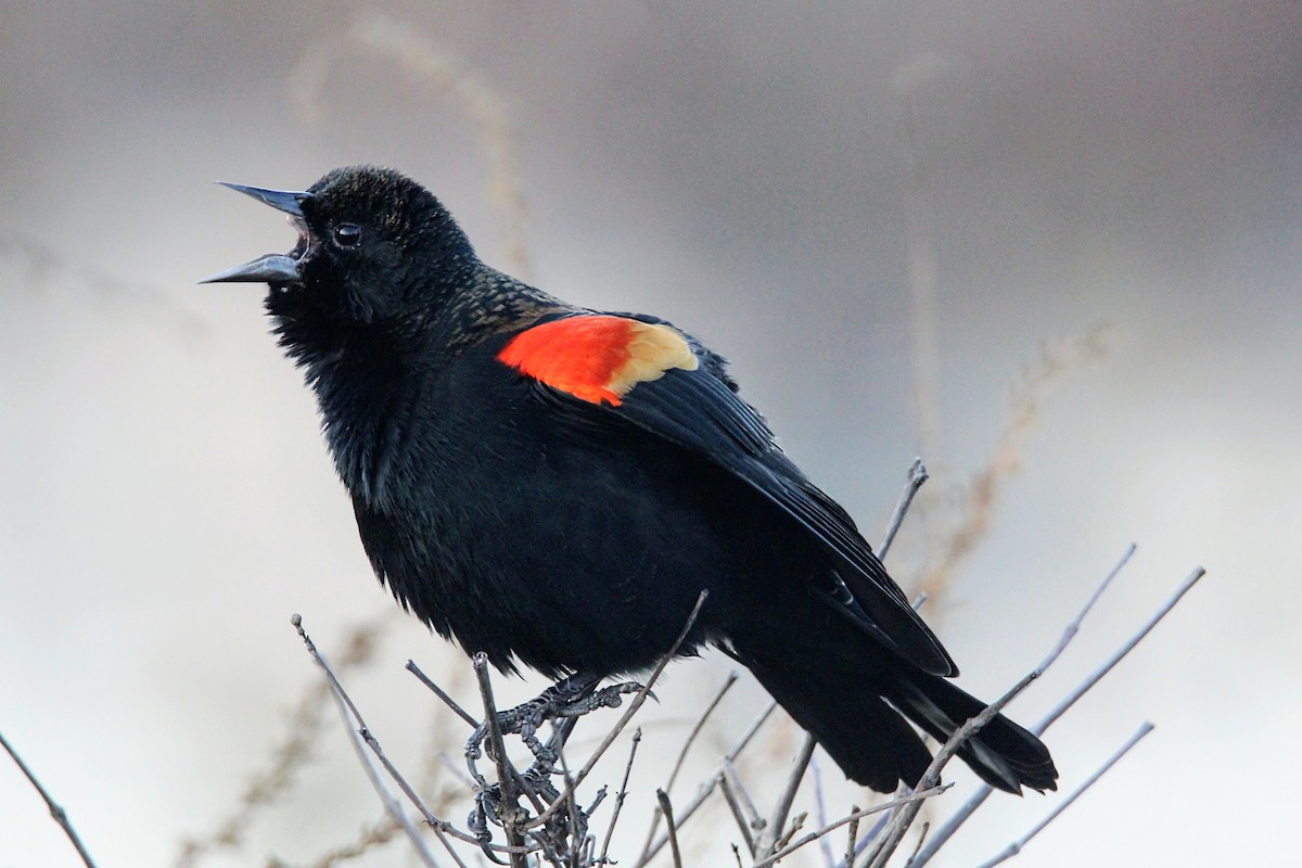 Red-winged Blackbird - ML610840818