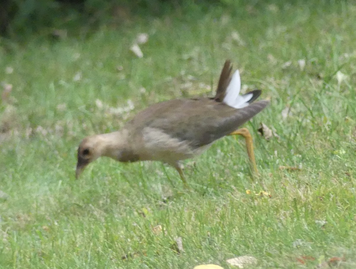 Purple Gallinule - ML610840874