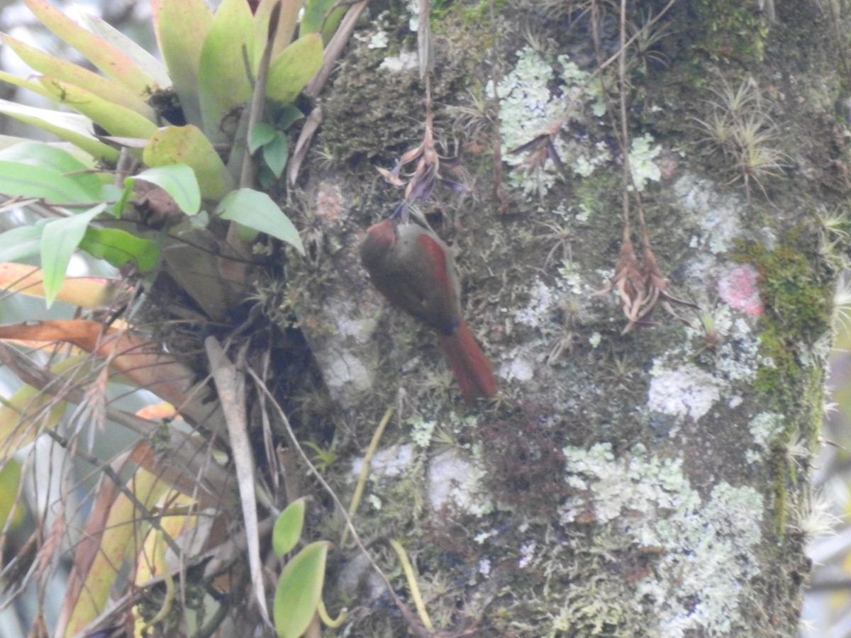 Red-faced Spinetail - ML610840975