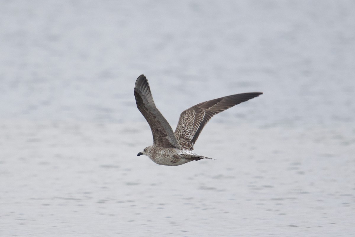 Lesser Black-backed Gull - ML610840986