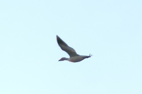 Snow Goose - ML610841035