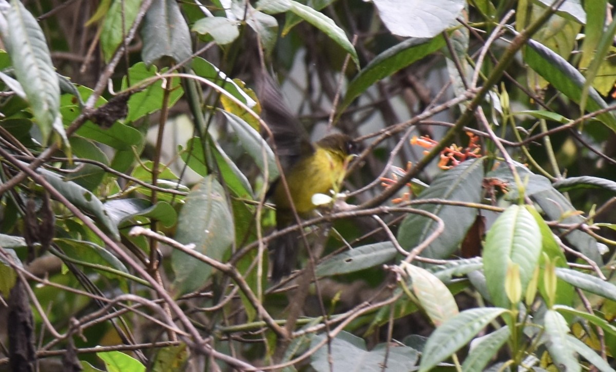 Dusky-headed Brushfinch - ML610841100