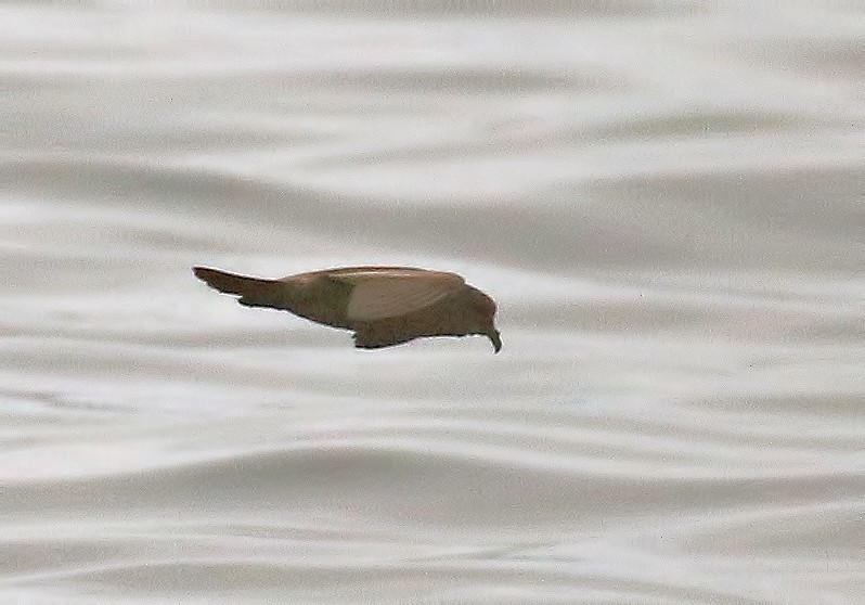 Townsend's Storm-Petrel - ML610841101