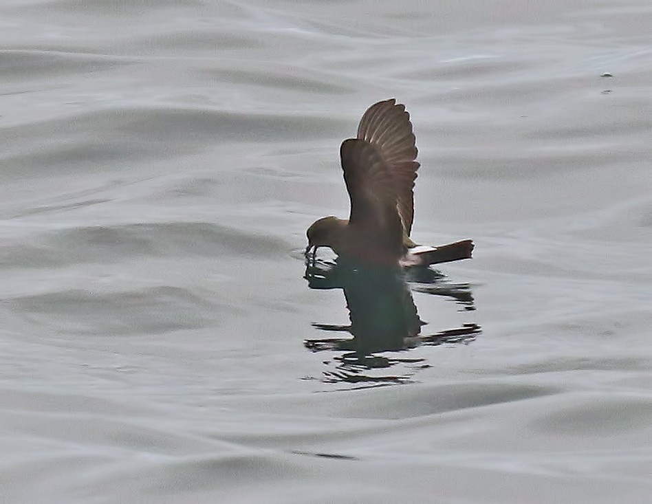 Townsend's Storm-Petrel - ML610841102