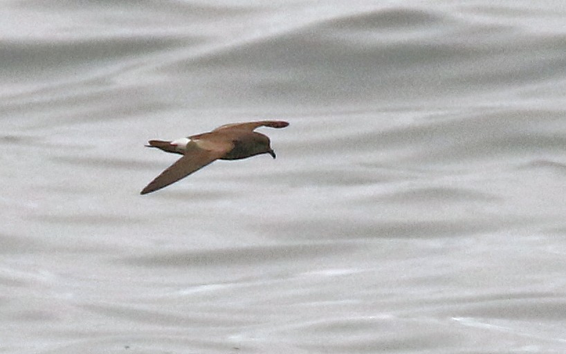 Townsend's Storm-Petrel - ML610841103