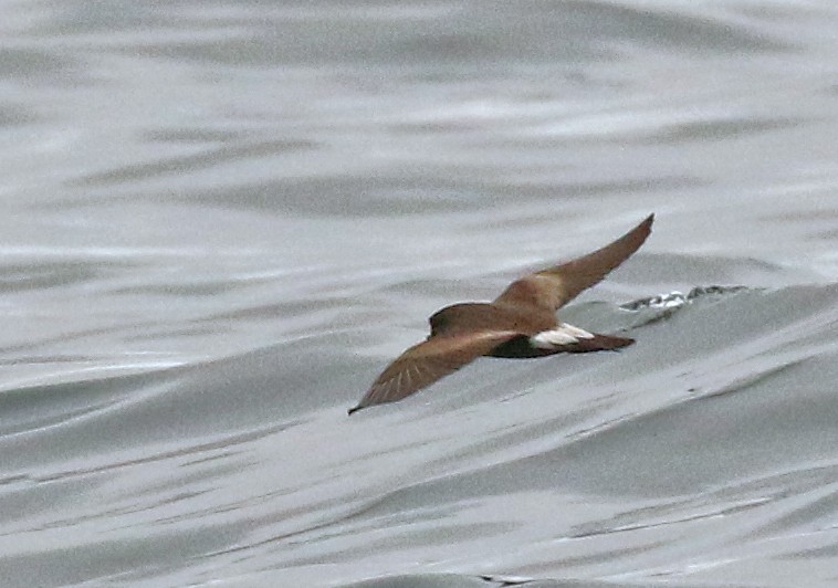 Townsend's Storm-Petrel - ML610841106