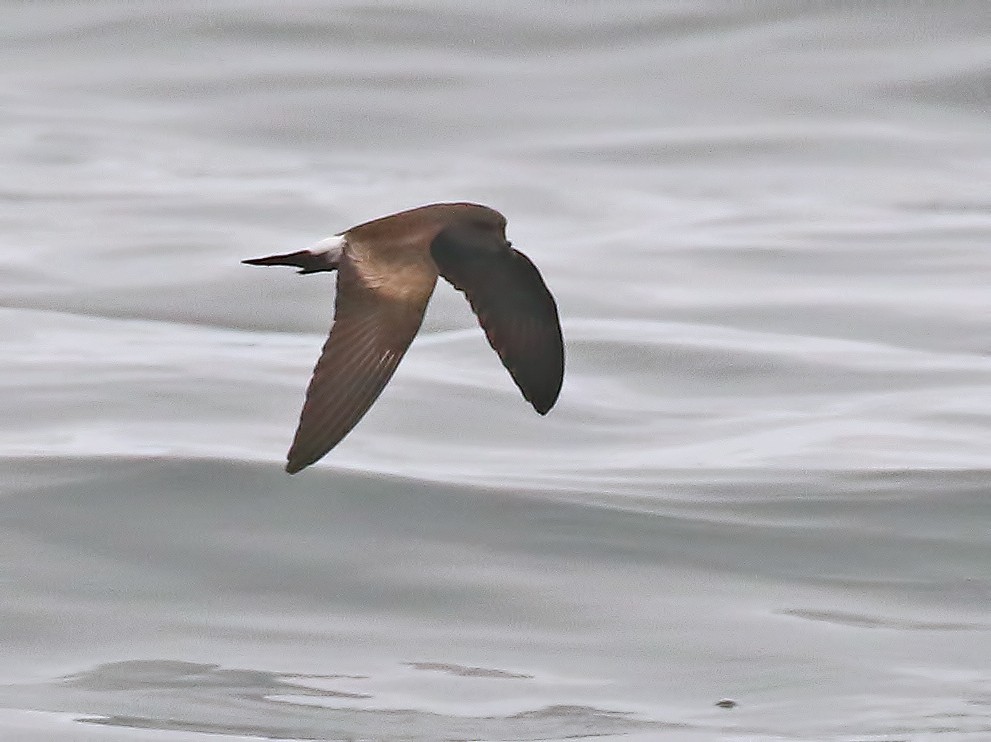 Townsend's Storm-Petrel - Glen Tepke