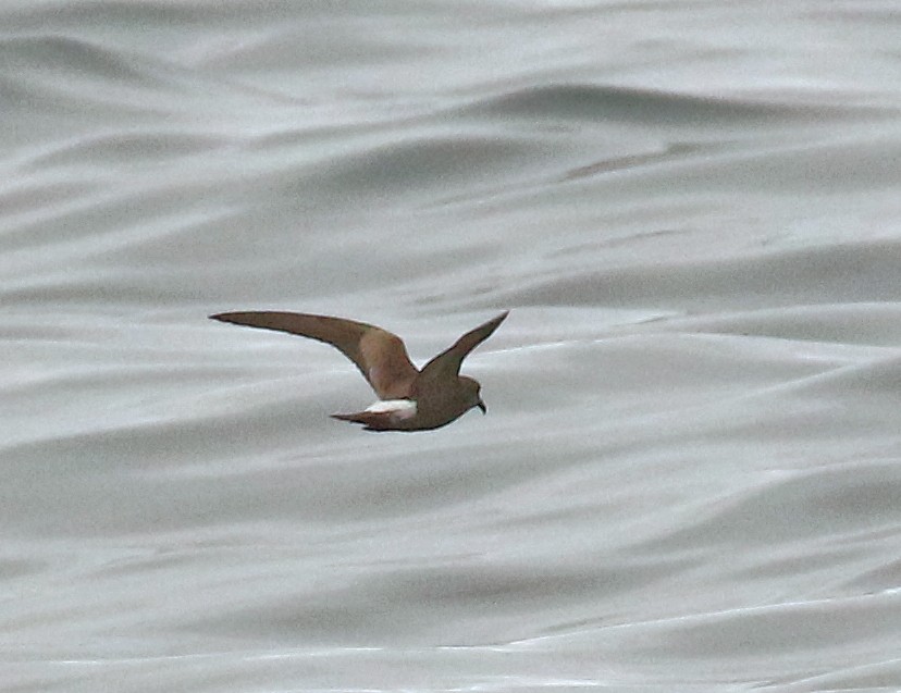 Townsend's Storm-Petrel - ML610841110