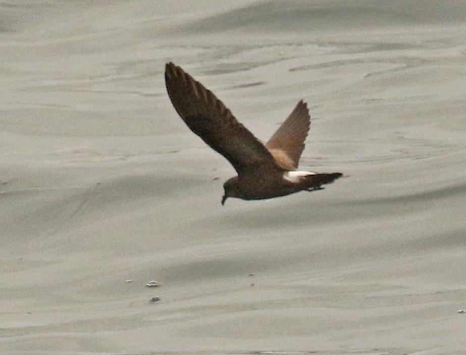 Townsend's Storm-Petrel - ML610841111