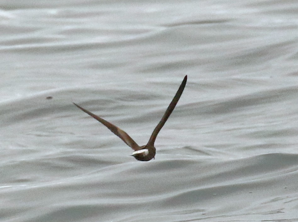 Townsend's Storm-Petrel - ML610841114