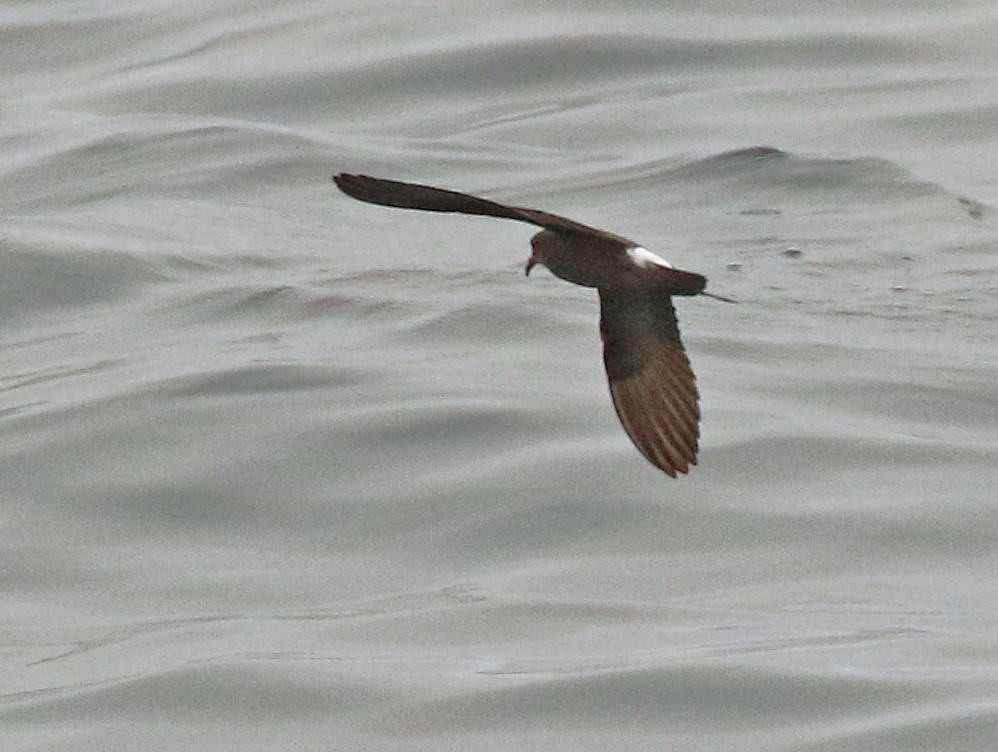 Townsend's Storm-Petrel - ML610841115