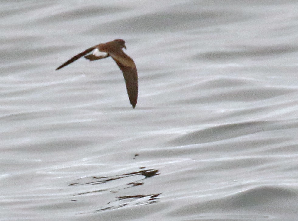 Townsend's Storm-Petrel - Glen Tepke