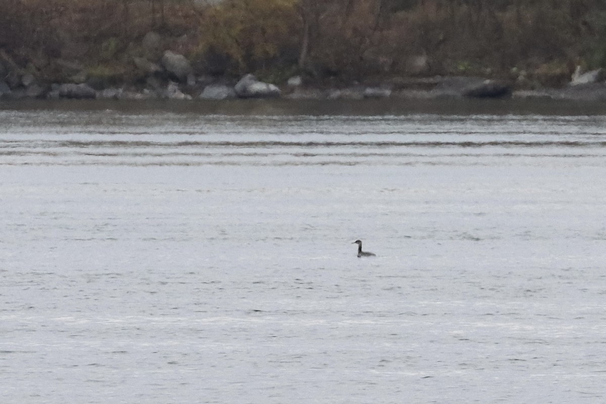 Red-necked Grebe - ML610841188