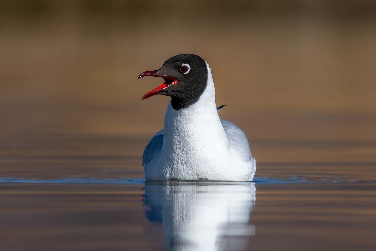 Andean Gull - ML610841263