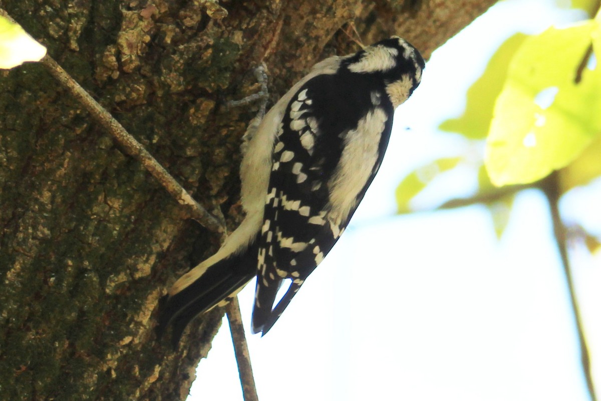 Downy Woodpecker (Eastern) - ML610841271