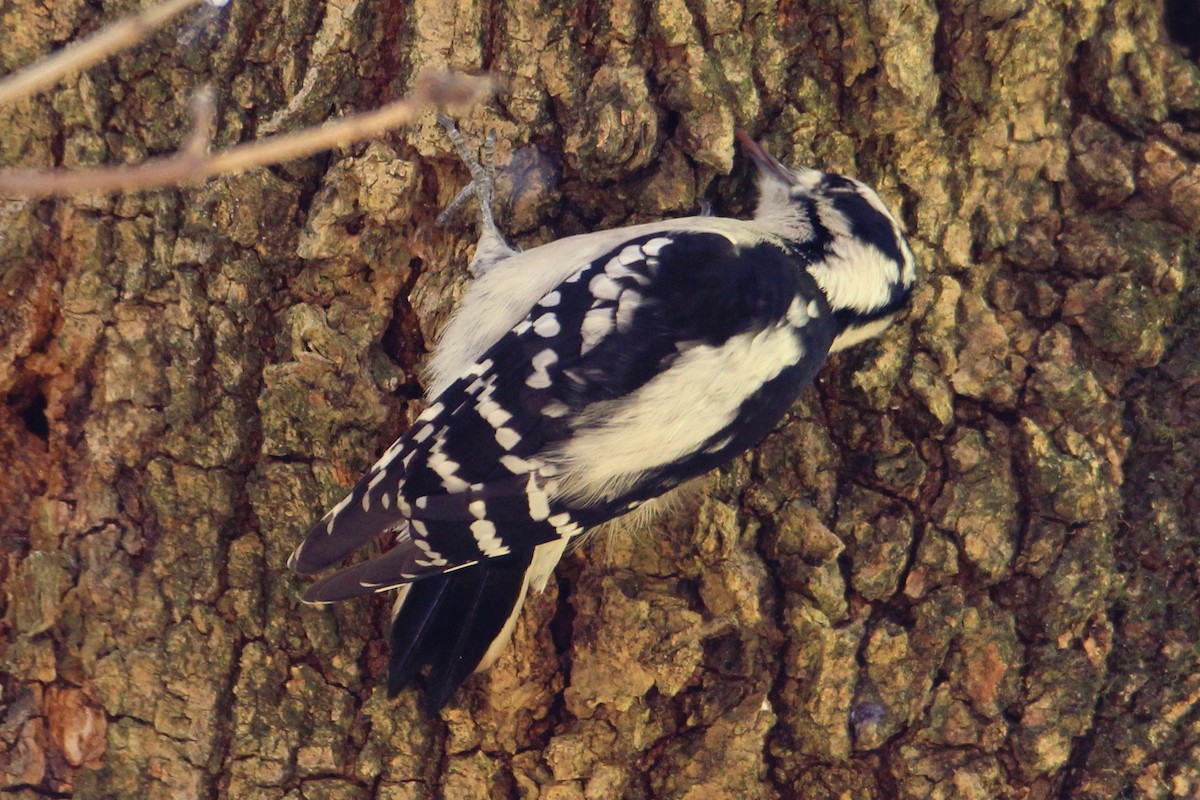 Downy Woodpecker (Eastern) - ML610841297