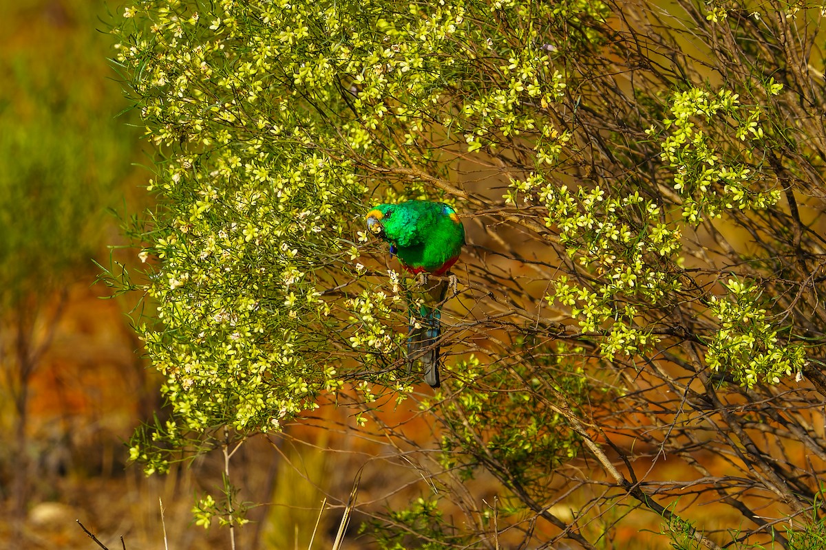 Mulga Parrot - ML610841472