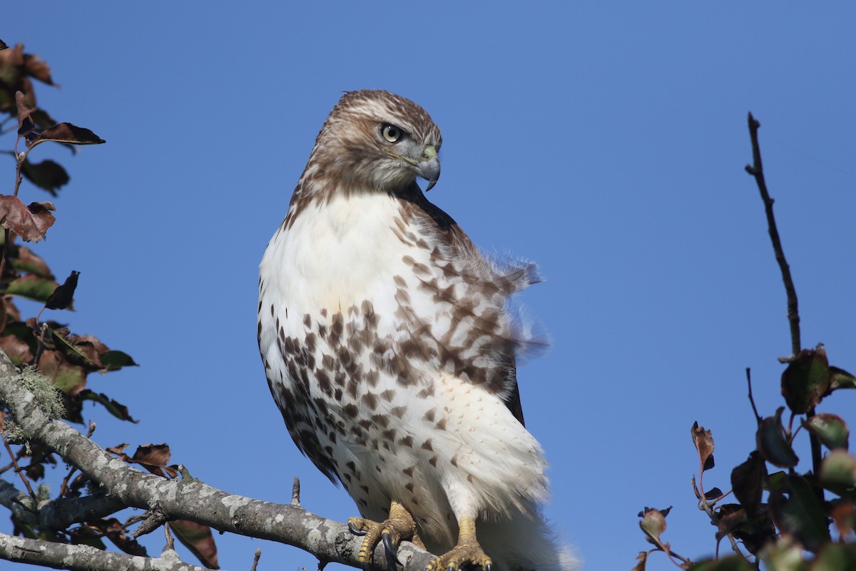Red-tailed Hawk (borealis) - ML610841503