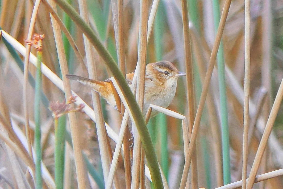 Marsh Wren - ML610841525