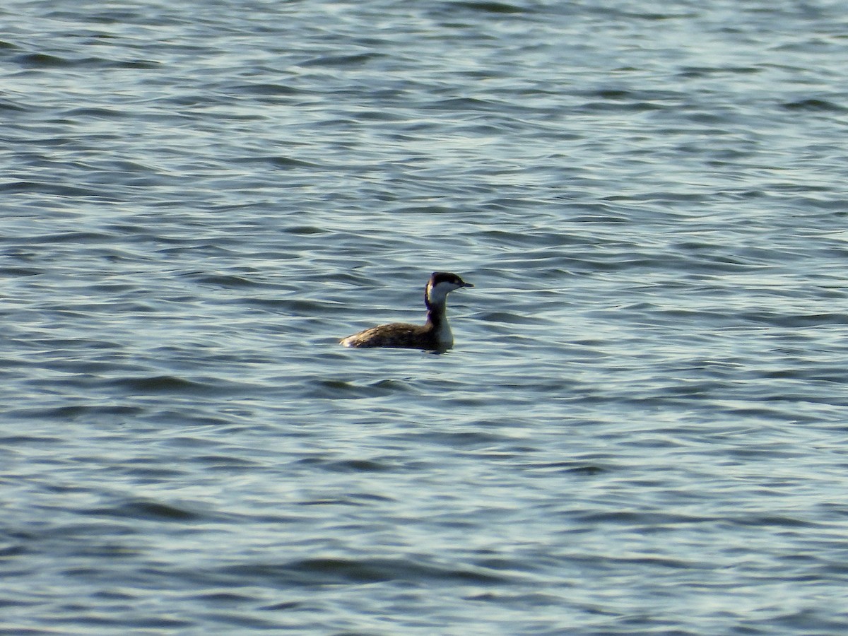 Horned Grebe - ML610841621