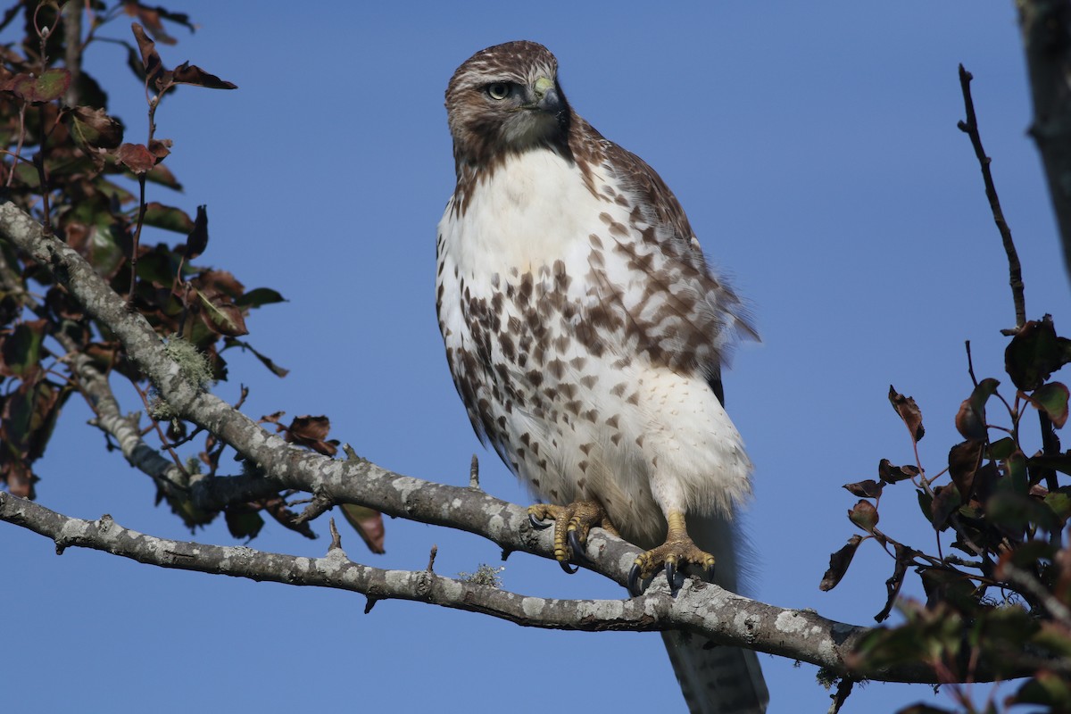 Red-tailed Hawk (borealis) - Lily Morello
