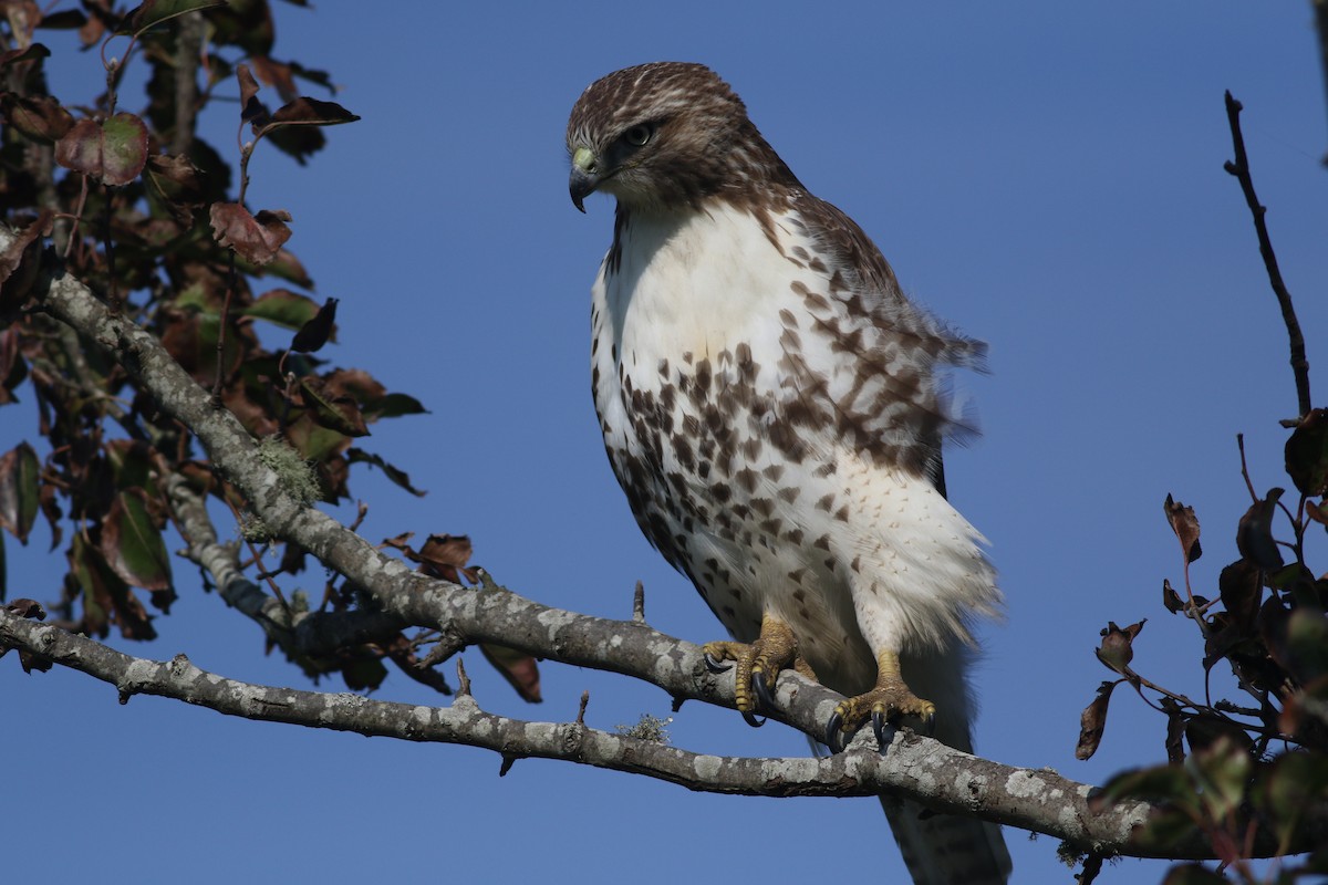 Red-tailed Hawk (borealis) - ML610841666